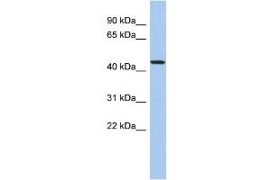 WB Suggested Anti-PDCD7 Antibody Titration: 0. (PDCD7 antibody  (N-Term))