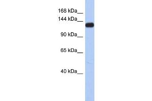 WB Suggested Anti-KCNH7 Antibody Titration:  0. (KCNH7 antibody  (Middle Region))