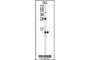 Western blot analysis of FKBP1B antibody in 293 cell line lysates (35ug/lane)