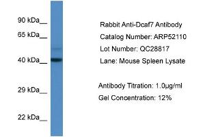 Western Blotting (WB) image for anti-DDB1 and CUL4 Associated Factor 7 (DCAF7) (N-Term) antibody (ABIN785540) (DCAF7 antibody  (N-Term))
