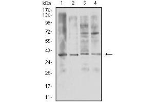 Western blot analysis using TNFSF11 mouse mAb against U937 (1), HL-60 (2), Raji (3), and Ramos (4) cell lysate.
