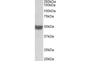 ABIN5539708 (0. (KRT20 antibody  (AA 48-60))