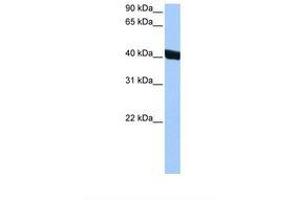 Image no. 1 for anti-Chitinase 3-Like 1 (Cartilage Glycoprotein-39) (CHI3L1) (AA 198-247) antibody (ABIN1493867) (CHI3L1 antibody  (AA 198-247))
