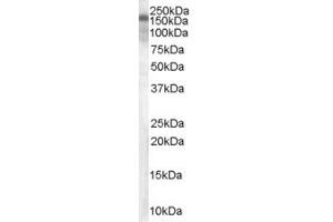 ABIN185619 (0. (TSC1 antibody  (C-Term))