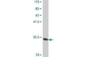 Western Blot detection against Immunogen (32. (Melatonin Receptor 1A antibody  (AA 296-350))