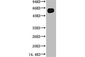 Western blot analysis of Zebrafish skeletal muscle, (Zebrafish Specific) diluted at 1:5000. (TUBB3 antibody)