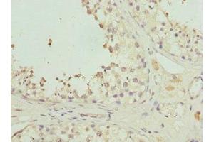 Immunohistochemistry of paraffin-embedded human testis tissue using ABIN7162350 at dilution of 1:100 (GPR68 antibody  (AA 276-365))