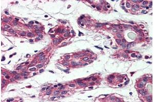 Anti-TAOK1 antibody  ABIN1049394 IHC staining of human breast. (TAO Kinase 1 (TAOK1) (Internal Region) antibody)
