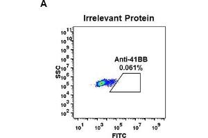 Expi 293 cell line transfected with irrelevant protein  (A) and human 4-1BB  (B) were surface stained with Rabbit anti-4-1BB monoclonal antibody 1 μg/mL (clone: DM66) followed by Alexa 488-conjugated anti-rabbit IgG secondary antibody. (CD137 antibody  (AA 24-186))