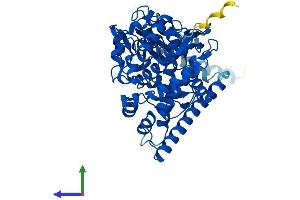 AlphaFold protein structure predicition of Human Recombinant CYP46A1 Protein, UniprotID Q9Y6A2 (CYP46A1 Protein (AA 1-500) (His tag))