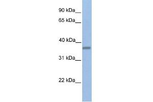 WB Suggested Anti-EMID1 Antibody Titration:  0. (EMID1 antibody  (C-Term))
