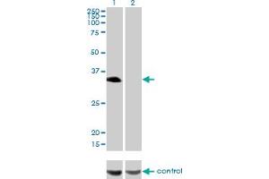 Western blot analysis of HLF over-expressed 293 cell line, cotransfected with HLF Validated Chimera RNAi (Lane 2) or non-transfected control (Lane 1). (HLF antibody  (AA 1-295))