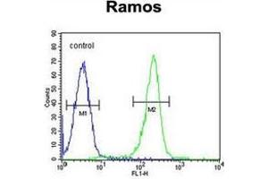 Flow cytometric analysis of Ramos cells using Kininogen-1 Antibody (N-term) Cat. (KNG1 antibody  (N-Term))