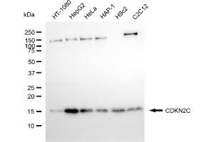anti-Cyclin-Dependent Kinase Inhibitor 2C (p18, Inhibits CDK4) (CDKN2C) antibody
