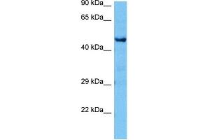 Host:  Mouse  Target Name:  CTBP1  Sample Tissue:  Mouse Brain  Antibody Dilution:  1ug/ml (CTBP1 antibody  (C-Term))