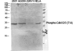 Western Blot (WB) analysis of specific cells using Phospho-Cdk1/2/3 (T14) Polyclonal Antibody. (CDK1/2/3 (pThr14) antibody)