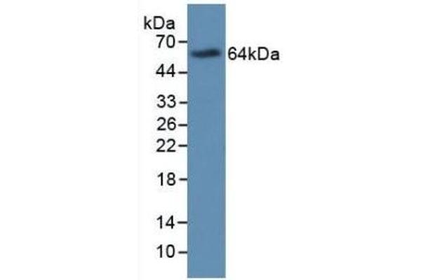 Major Basic Protein antibody  (AA 105-222)