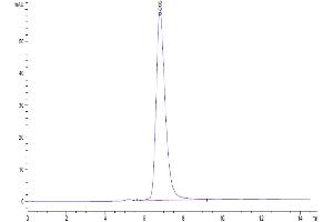 The purity of Human IFNAR1 is greater than 95 % as determined by SEC-HPLC.