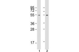 Western blot testing of human 1) 293T/17 and 2) HeLa cell lysate with FZR antibody at 1:2000. (FZR1 antibody  (AA 1-496))