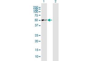 Western Blot analysis of NXN expression in transfected 293T cell line by NXN MaxPab polyclonal antibody. (NXN antibody  (AA 1-435))