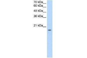 WB Suggested Anti-EDG8 Antibody Titration:  2. (S1PR5 antibody  (N-Term))
