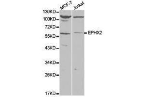 Western Blotting (WB) image for anti-Epoxide Hydrolase 2, Cytoplasmic (EPHX2) antibody (ABIN1872559)