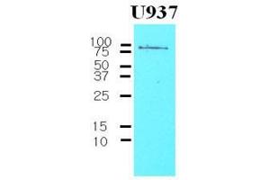The Cell lysates of U937 (30 ug) were resolved by SDS-PAGE, transferred to nitrocellulose membrane and probed with anti-human CD44 (1:1000). (CD44 antibody  (AA 21-145))