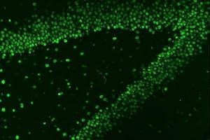 IF analysis of HnRNP A1 using anti-HnRNP A1 antibody (ABIN4886621).