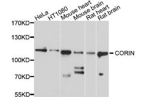Western blot analysis of extracts of various cell lines, using CORIN antibody (ABIN5997494) at 1/1000 dilution.