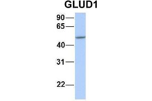 Western Blotting (WB) image for anti-Glutamate Dehydrogenase 1 (GLUD1) (N-Term) antibody (ABIN2782330)