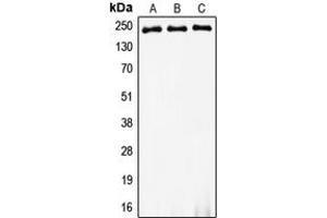 Western blot analysis of Myosin 8 expression in HeLa (A), SP2/0 (B), PC12 (C) whole cell lysates.