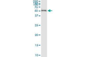 Immunoprecipitation of TTC8 transfected lysate using anti-TTC8 MaxPab rabbit polyclonal antibody and Protein A Magnetic Bead , and immunoblotted with TTC8 purified MaxPab mouse polyclonal antibody (B01P) . (TTC8 antibody  (AA 1-505))