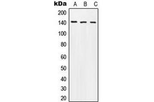 Western blot analysis of Beta Amyloid (pT743) expression in MCF7 colchicine-treated (A), mouse liver (B), PC12 (C) whole cell lysates. (beta Amyloid antibody  (C-Term, pSer743))