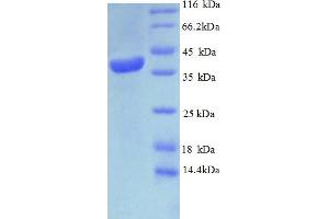 SDS-PAGE (SDS) image for Presequence Translocase-Associated Motor 16 Homolog (PAM16) (AA 1-125), (full length) protein (GST tag) (ABIN4974339) (MAGMAS Protein (AA 1-125, full length) (GST tag))