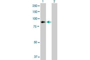 Western Blot analysis of SH2D3C expression in transfected 293T cell line by SH2D3C MaxPab polyclonal antibody. (SH2D3C antibody  (AA 1-703))