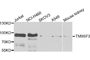Western blot analysis of extracts of various cells, using TM9SF3 antibody. (TM9SF3 antibody)