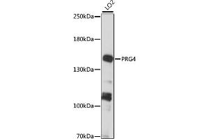 Western blot analysis of extracts of LO2 cells, using PRG4 antibody (ABIN7269722) at 1:1000 dilution. (Proteoglycan 4 antibody  (AA 1264-1363))