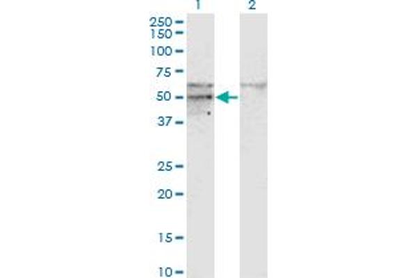 Leprecan-Like 4 antibody  (AA 270-379)