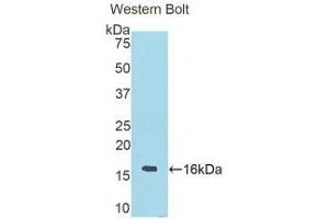 Detection of Recombinant RNASE6, Human using Polyclonal Antibody to Ribonuclease A6 (RNASE6) (Ribonuclease A6 antibody  (AA 25-150))
