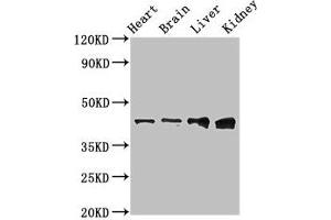 Western Blot Positive WB detected in: Rat heart tissue, Mouse brain tissue, Mouse liver tissue, Mouse kidney tissue All lanes: RUNX3 antibody at 3 μg/mL Secondary Goat polyclonal to rabbit IgG at 1/50000 dilution Predicted band size: 45, 46 kDa Observed band size: 45 kDa (RUNX3 antibody  (AA 1-415))