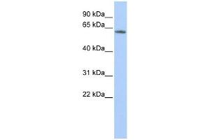 KCNG4 antibody used at 1 ug/ml to detect target protein. (KCNG4 antibody  (N-Term))