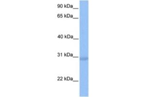 Western Blotting (WB) image for anti-NK2 Homeobox 8 (NKX2-8) antibody (ABIN2460297) (NKX2-8 antibody)