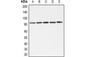 Western blot analysis of TLE1/2/3/4 expression in A549 (A), K562 (B), Hela (C), NIH3T3 (D), mouse liver (E) whole cell lysates. (TLE1/2/3/4 (C-Term) antibody)