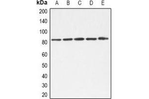 Western blot analysis of TLE1/2/3/4 expression in A549 (A), K562 (B), Hela (C), NIH3T3 (D), mouse liver (E) whole cell lysates. (TLE1/2/3/4 (C-Term) antibody)