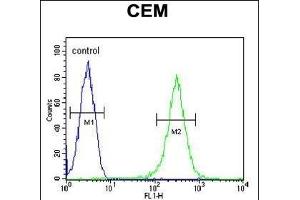 INB Antibody (C-term) (ABIN654447 and ABIN2844181) flow cytometric analysis of CEM cells (right histogram) compared to a negative control cell (left histogram). (INPP5B antibody  (C-Term))