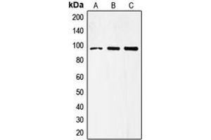 Western blot analysis of CD284 expression in COLO205 (A), PC3 (B), HepG2 (C) whole cell lysates. (TLR4 antibody  (Center))