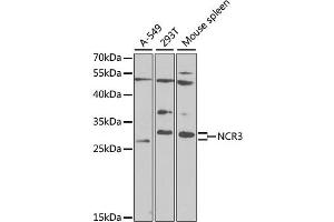 Western blot analysis of extracts of various cell lines, using NCR3 antibody (ABIN6291528) at 1:1000 dilution.