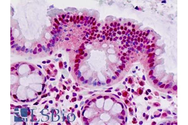 MAT2A antibody  (AA 27-55)