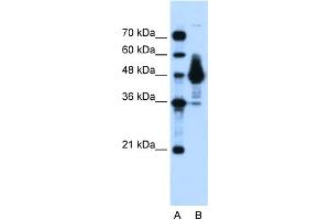 WB Suggested Anti-ENO1 Antibody Titration:  0. (ENO1 antibody  (Middle Region))