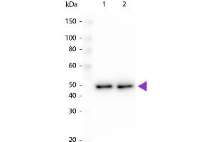 Western blot of Peroxidase conjugated Rabbit Anti-DYKDDDDK same epitope as Sigma's Anti-FLAG antibody. (DYKDDDDK Tag antibody  (HRP))
